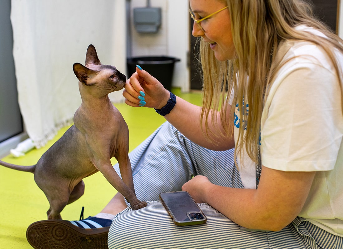 Woman at the Cotswolds Dogs and Cats Home playing with a cat