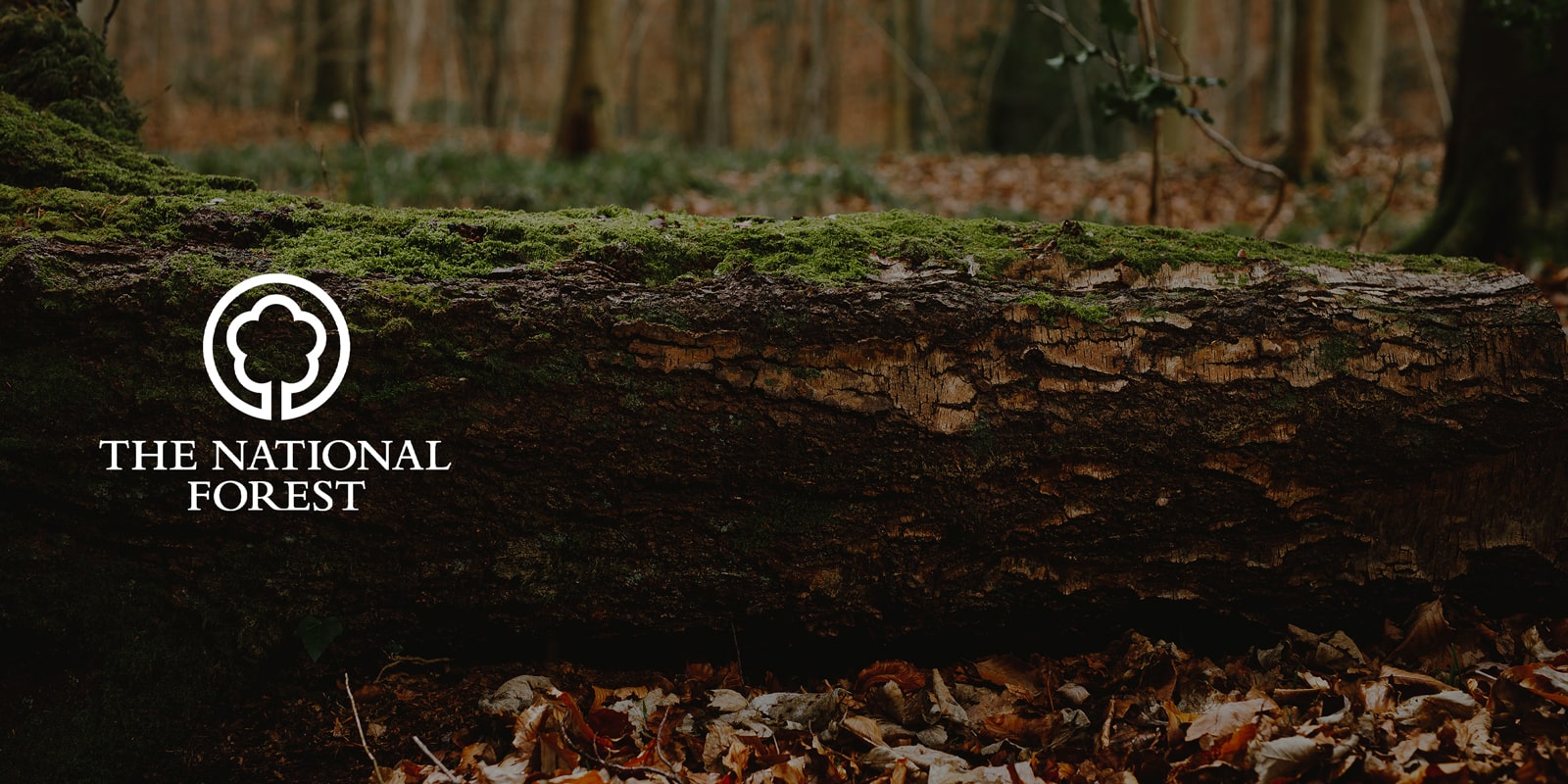 Moss growing on a fallen tree stump in woodland. National Forest Logo